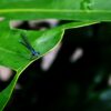 Fotomarcos | Arthropodia