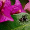 Fotomarcos | Arthropodia